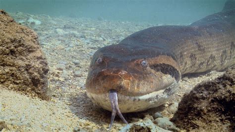 Monster Anaconda Filmed In The Amazon Its A Strange World