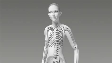 Are you searching for woman body png images or vector? Skeletal System Anterior Front X-ray View Male Abdominal ...