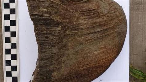 Well Preserved Ice Age Woolly Rhino Found In Siberia The Hindu
