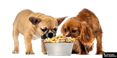 ¿hay Ciertos Tipos De Alimentos Que Debo Evitar Darle A Mi Perro De Raza Pequeña