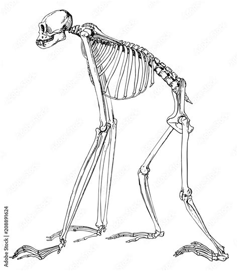 Monkey Gibbon Skeleton Vector Isolated Affe Gibbon Skelett Stock