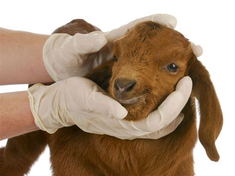Goat And Sheep Veterinary Care Advanced Care Veterinary Hospital