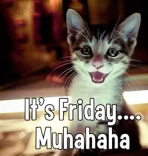 Office Friday Meme Cat