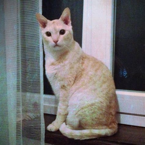 What Does An Orange Tabby Siamese Mix Look Like Quora