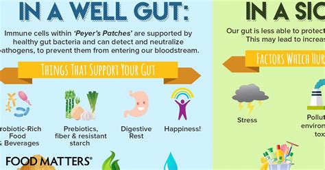 Everything You Need To Know About Gut Health Infographic Food Matters