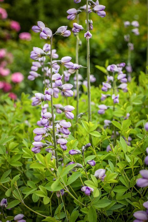 There are 47 perennial zones 3 9 for sale on etsy, and they cost $17.56 on average. Flowering Perennials from Spring to Fall | Flowers ...