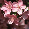 Pink Spring Blossoms Close Up Picture | Free Photograph | Photos Public ...