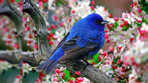 13 Birds Nature Wallpaper Hd Basty Wallpaper