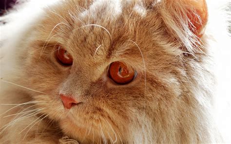 Wallpaper Face Red Nose Whiskers Skin Persian Eye Fluffy