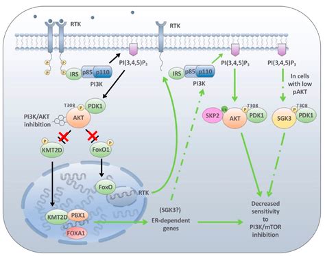 Mechanisms Of Resistance To Pi K Inhibitors In Cancer Adaptive