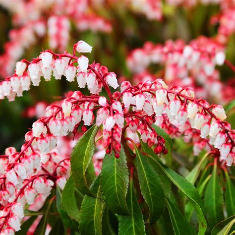 Dorothy Wycoff Pieris For Sale Online The Tree Center