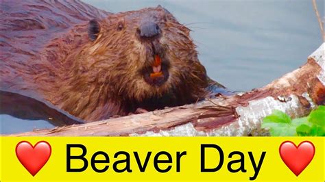 Happy International Beaver Day Beaver Video Clips Youtube