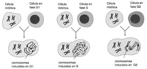 Cromosomas Y Adn Durante El Ciclo Celular Blog De Biolog A