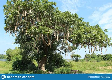 A Kigelia Or Sausage Tree And Its Large Fruit In The Murchison Falls