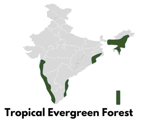 Characteristics Of Tropical Deciduous Forest Archives