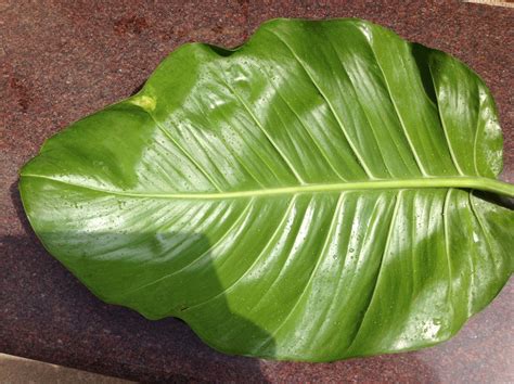 List Of Big Leaf Plants Names