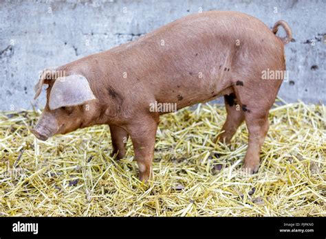 Red Wattle Hog Sus Domesticus Hi Res Stock Photography And Images Alamy