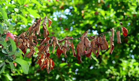 It causes severe blighting of blossoms, shoots, limbs and fruit. Fire Blight: Symptoms, Causes & Treatment | Independent ...