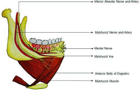 Posterior Belly Of Digastric Nerve Supply