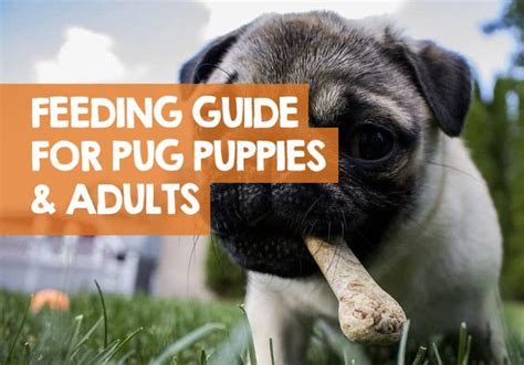 This shows 1 of his. How Much Should I Feed My Pug Puppy? + Feeding Guide Chart ...