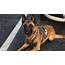 Marion Police K9 Dies After Training Exercise Handler Mourns  WANE 15