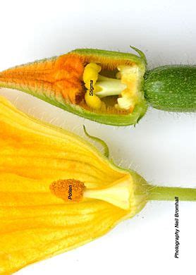 This is a long tubular organ. Courgette how to identify male and female flowers | Flower ...