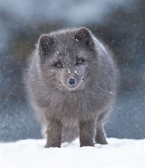 Eye Contact By © Giedrius Stakauskas Arctic Fox Iceland Animals
