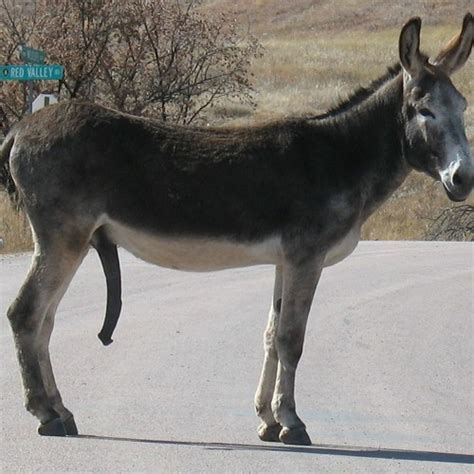 Nigeria Seizes Donkey Penises Headed To Hong Kong