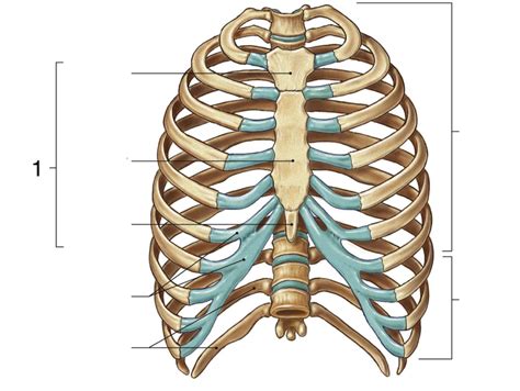 The rib cage, shaped in a mild cone shape and more flexible than most bone sets, is made up of varying elements such as the thoracic vertebra, 12 equally. A&P1 - Chapter 06 - The Skeletal System at Carrington ...