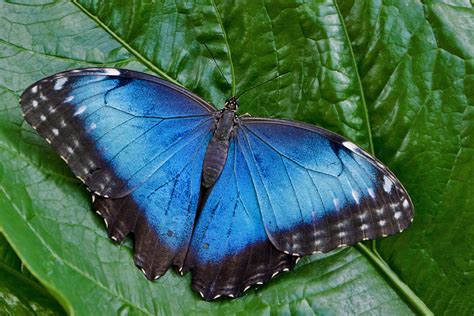 Scott Evers Photography Blue Morpho Butterflies