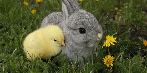 Heres What Can Happen To Those Unwanted Easter Bunnies And Chickens