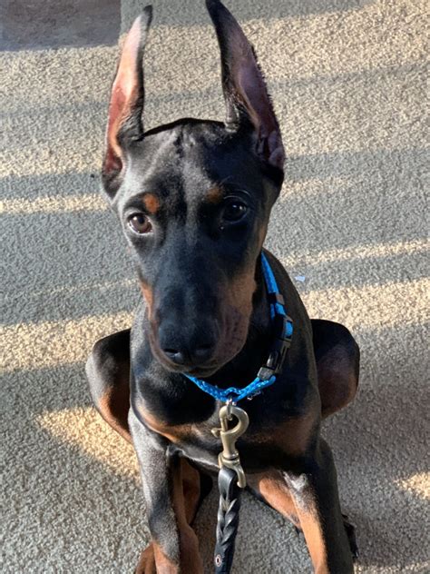 √√ Doberman Puppies Illinois Usa Buy Puppy In Your Area