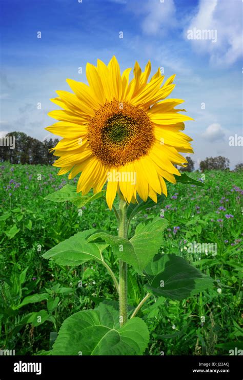 Single Beautiful Sunflower Stock Photo Alamy
