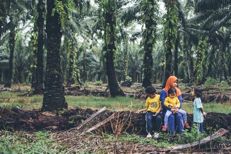 Merakam Foto Keluarga Di Ladang Kelapa Sawit Kuala Langat