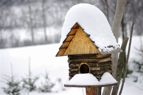 Wenn die tage kürzer werden und draußen keine arbeit mehr anfällt, können sie dennoch für eine bereicherung für ihren garten sorgen. Nistkasten vor Elster schützen » So halten Sie die Räuber fern