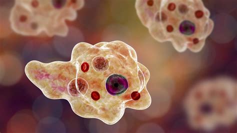What Is Naegleria Fowleri Infection The Brain Eating Amoeba Reported In South Korea India Today
