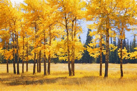 Yellow Autumn Trees Stemningsfullt Bilde På Lerret Photowall