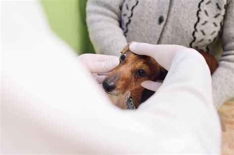Premium Photo Medical Examination Of Dog Dachshunds In A Veterinary