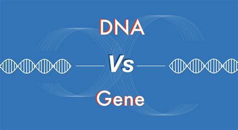 Dna Vs Gene A Comparison For Beginners