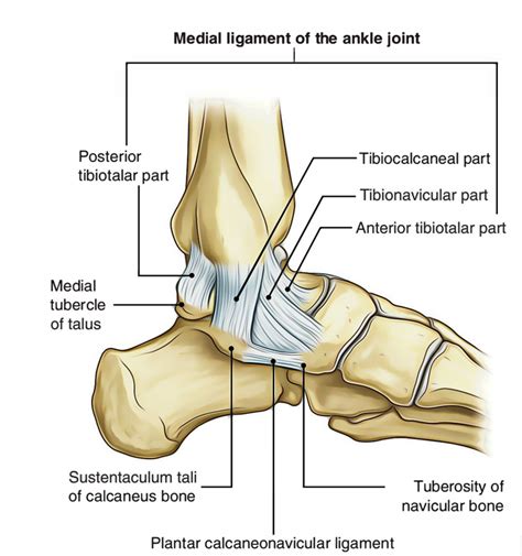 Common Sport Injuries Ankle Sprains Health House Clinics