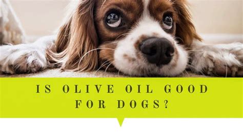 Will Olive Oil Hurt Dogs
