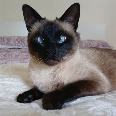 Siamese Cat With Green Eyes Best Cat Wallpaper