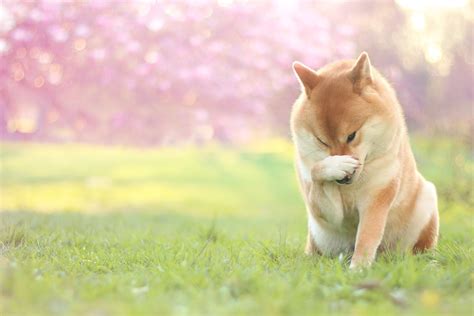 Shiba Inu Wallpapers 42 Images Inside