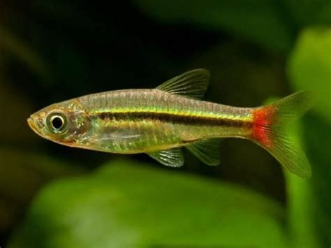 Red Tailed Rasbora Red Tailed Tropical Fish