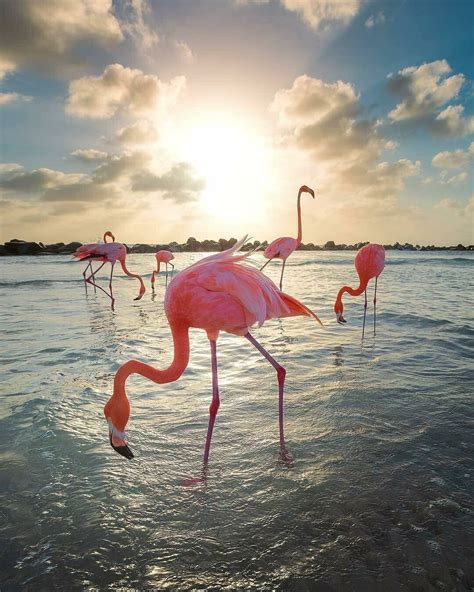 Flamingo Beach Flamingo Art Pink Flamingos Animals And Pets Cute