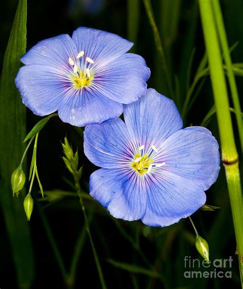 Prairie Flax Wildflower Photograph By Terry Elniski Fine Art America