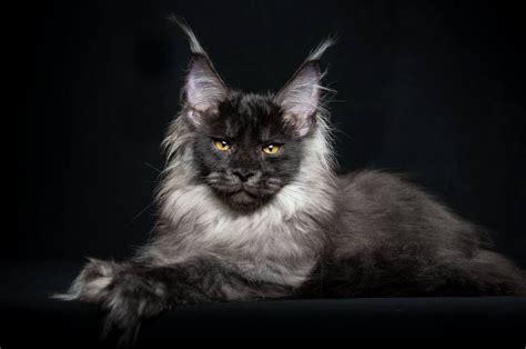 The Majestic Maine Coon Cats Photographs That Will Make Want One ~ Cute