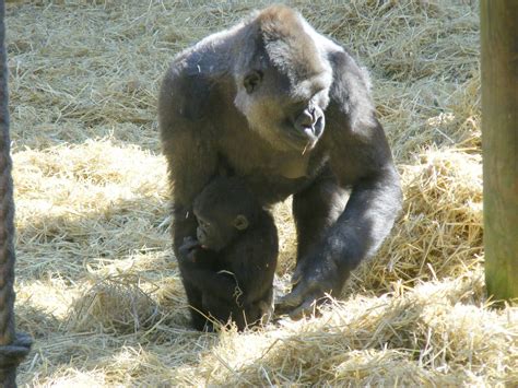 Buu And Mbula The Gorillas At Chessington Zoo 7 March 2010 Zoochat