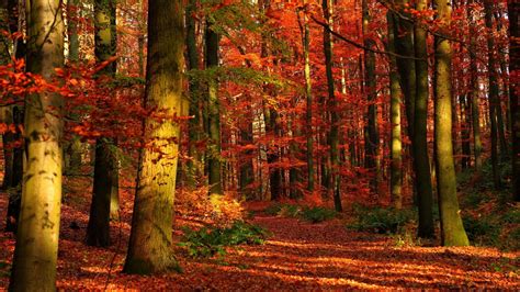 10 New Autumn Forest Wallpaper Hd Full Hd 1920×1080 For Pc Background 2020
