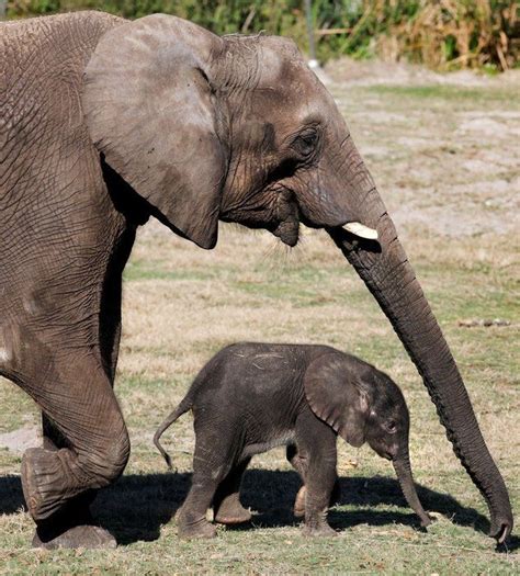 2 Week Old Elephant At Lowry Park Zoo Tampa Fl Fitterer